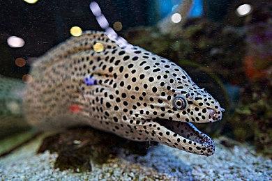 《流放之路》工作室创始人之一成立新工作室Light Pattern